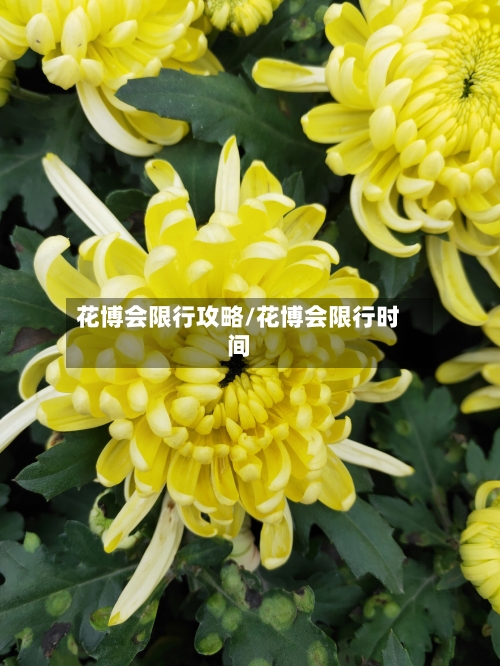 花博会限行攻略/花博会限行时间-第3张图片